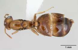 صورة Crematogaster victima Smith 1858