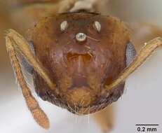 صورة Crematogaster victima Smith 1858