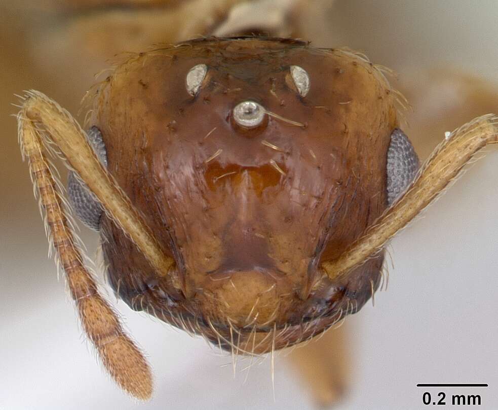 صورة Crematogaster victima Smith 1858