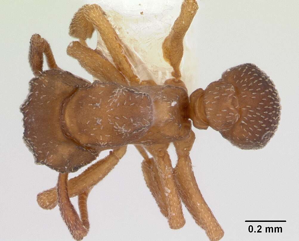 Cyphomyrmex minutus Mayr 1862的圖片