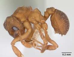 Cyphomyrmex minutus Mayr 1862的圖片