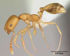 Image of Pharaoh ant