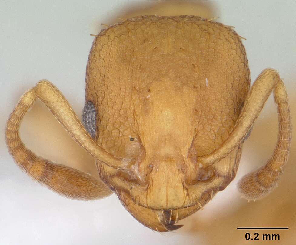 Image of <i>Nesomyrmex vicinus</i> (Mayr)