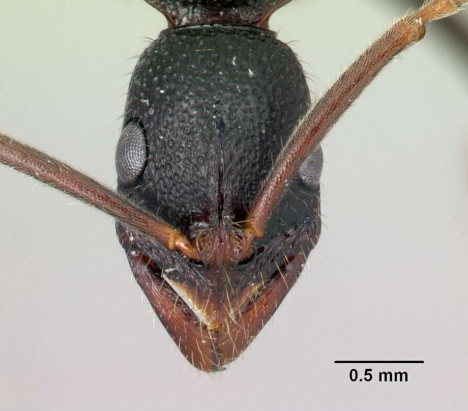 Image of Ponerinae