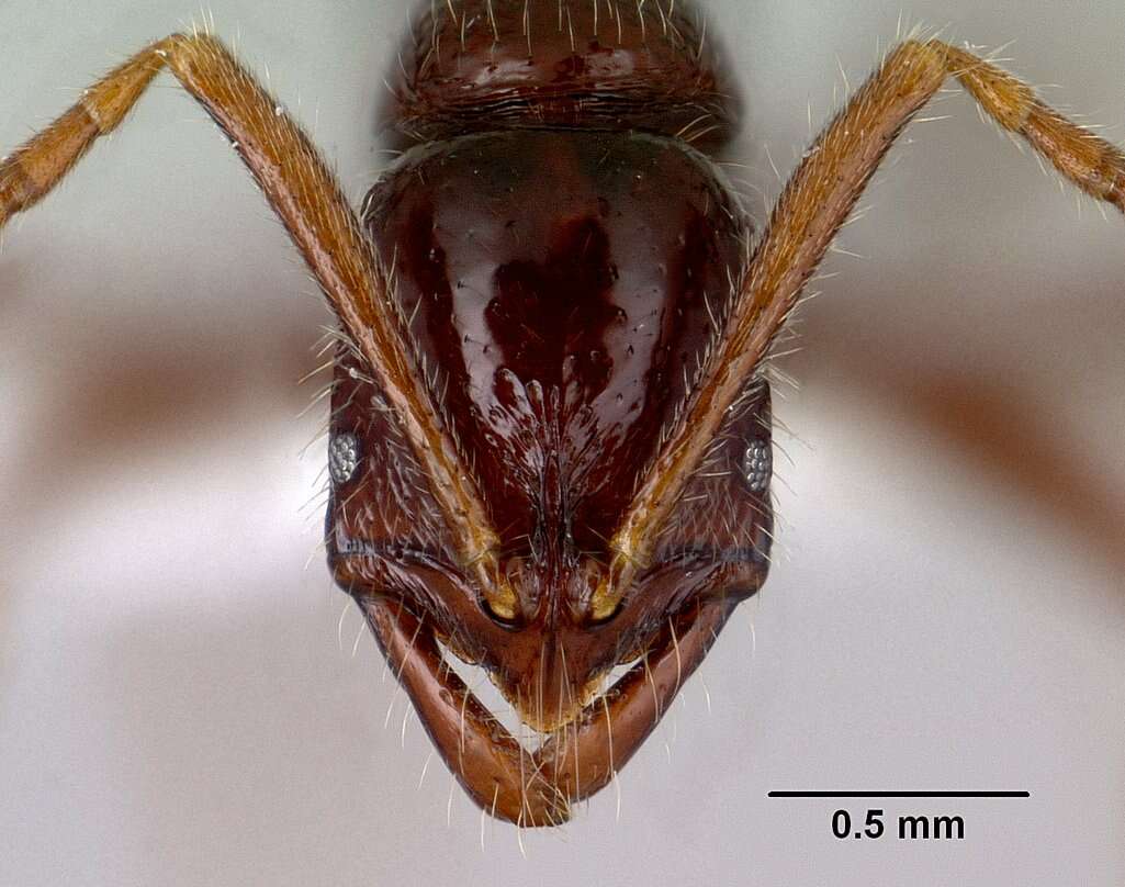 Image of Leptogenys bezanozano