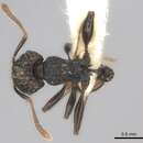 Image of Tetramorium invictum Bolton 1980