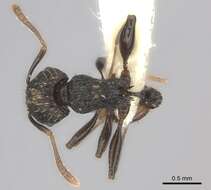 Image of Tetramorium invictum Bolton 1980