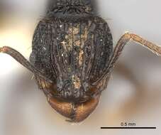 Image of Tetramorium invictum Bolton 1980