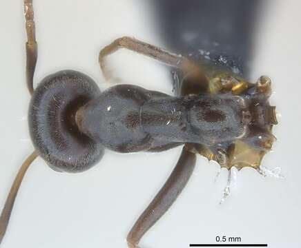 Image of Iridomyrmex anceps (Roger 1863)