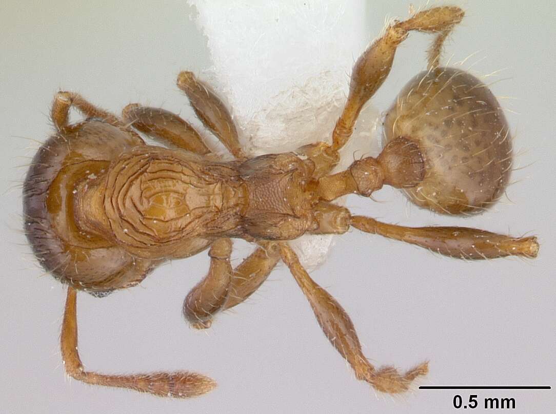 Pheidole aberrans Mayr 1868 resmi