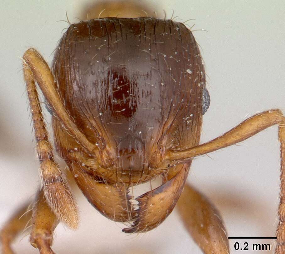 Pheidole aberrans Mayr 1868 resmi