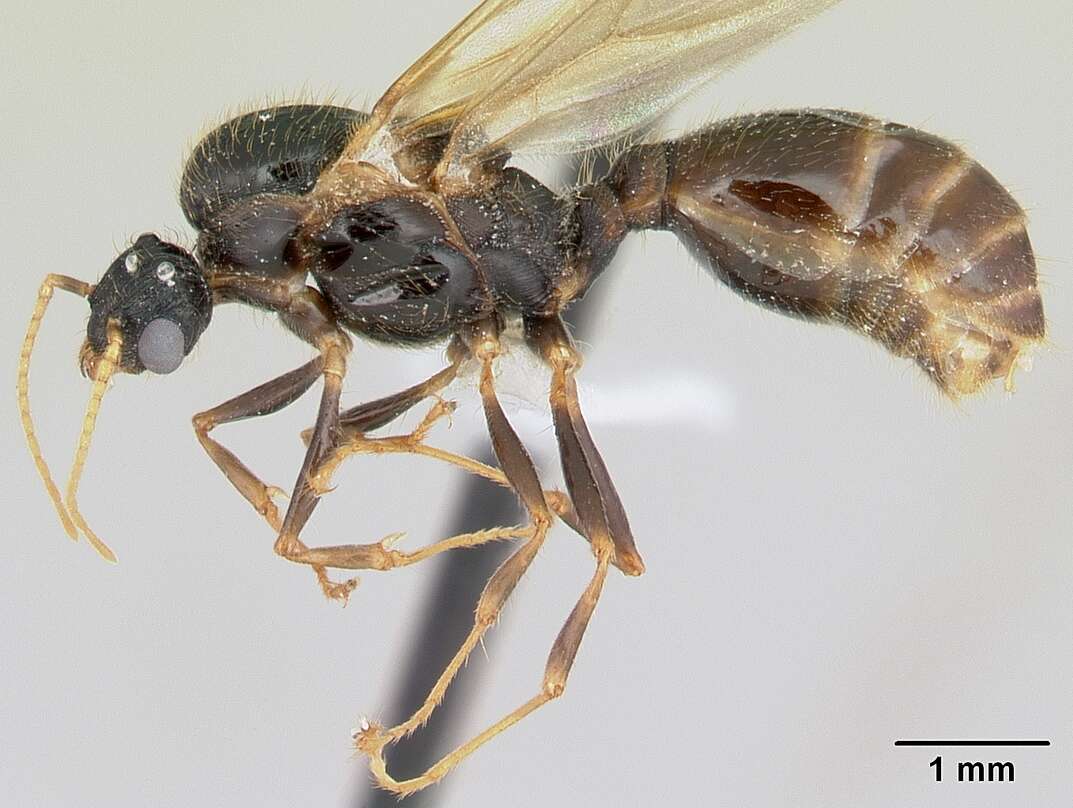 Pheidole aberrans Mayr 1868 resmi