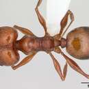 Image of Pheidole bergi Mayr 1887