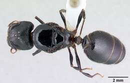 صورة Pheidole fimbriata Roger 1863