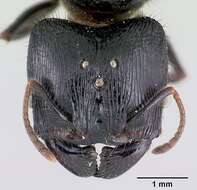 صورة Pheidole fimbriata Roger 1863