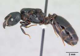 صورة Pheidole fimbriata Roger 1863