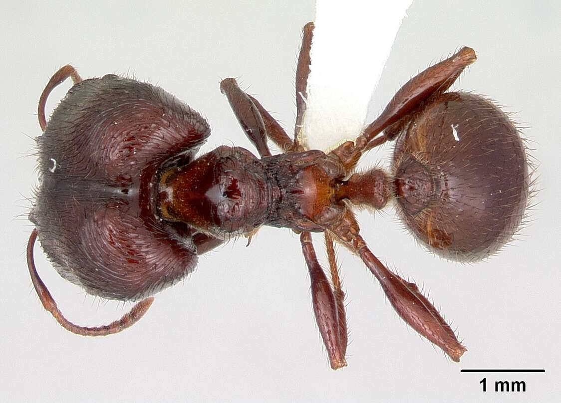 صورة Pheidole fimbriata Roger 1863