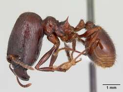 صورة Pheidole fimbriata Roger 1863