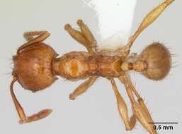 صورة Pheidole fimbriata Roger 1863