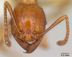 صورة Pheidole fimbriata Roger 1863