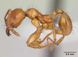 صورة Pheidole fimbriata Roger 1863