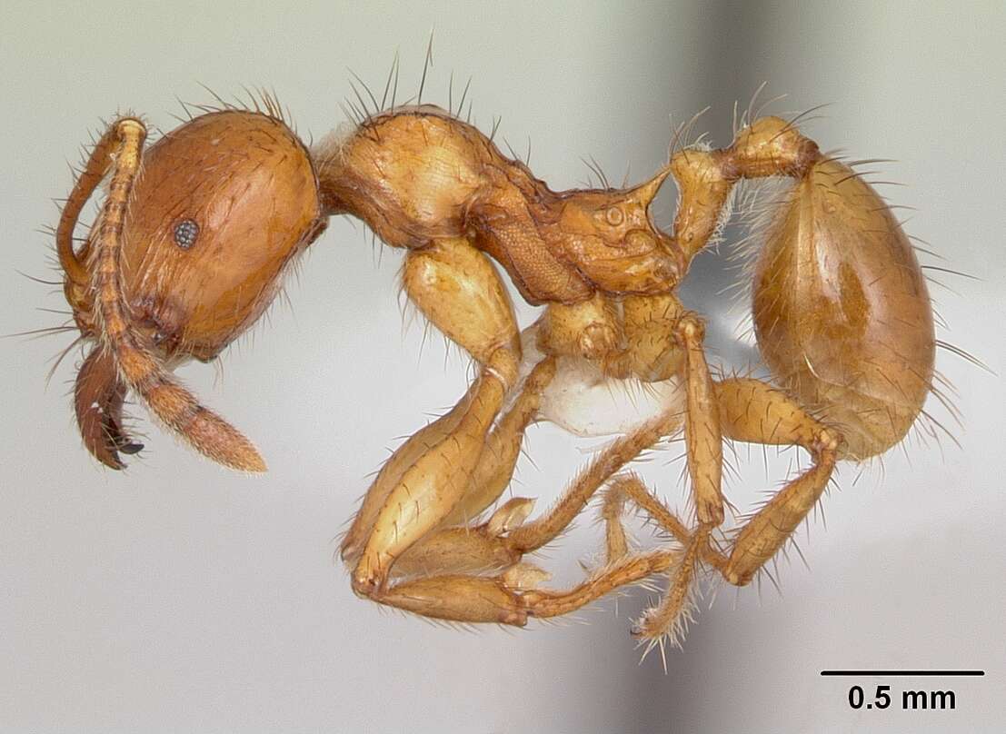 صورة Pheidole fimbriata Roger 1863