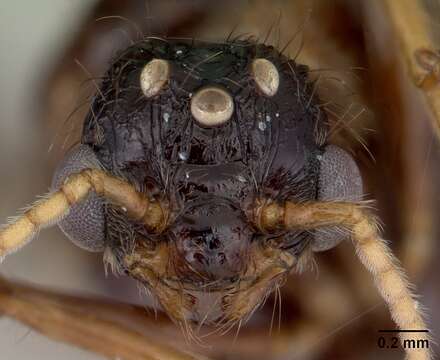 Image of Pheidole fimbriata Roger 1863