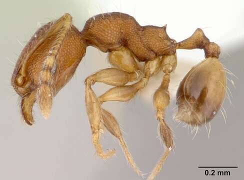 Image of Ant