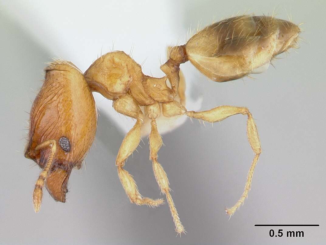 Image of <i>Pheidole fracticeps</i> Wilson