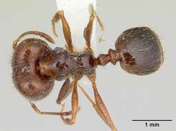 Image of Pheidole gertrudae Forel 1886