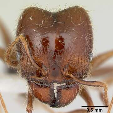 Imagem de Pheidole gertrudae Forel 1886