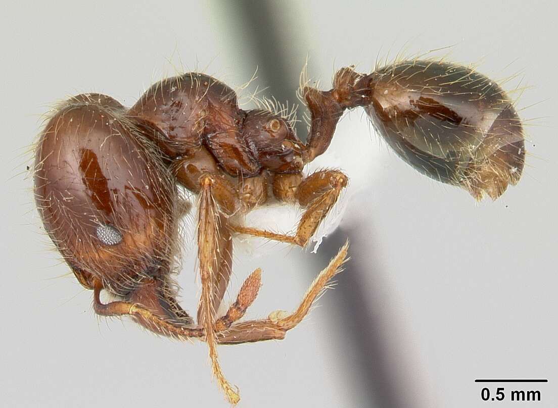 Image of Pheidole gertrudae Forel 1886