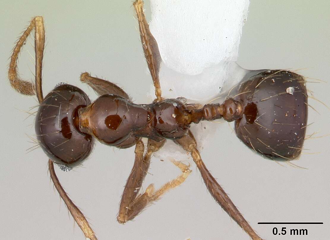 Image of Pheidole gertrudae Forel 1886