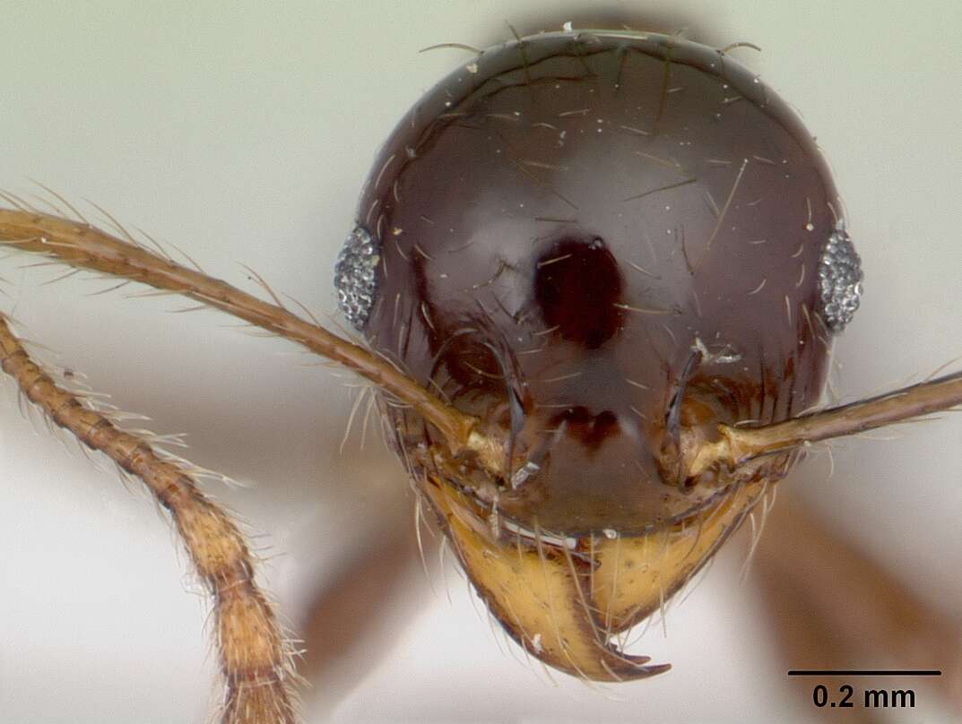 Image of Pheidole gertrudae Forel 1886