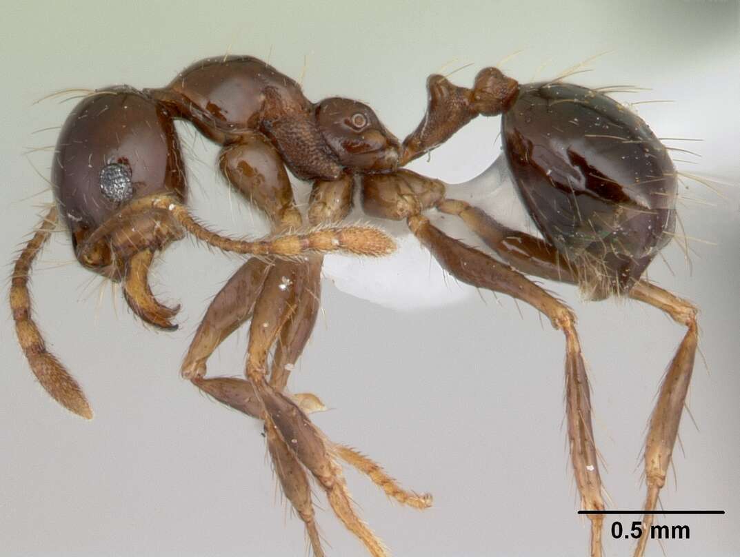 Image of Pheidole gertrudae Forel 1886