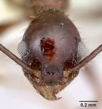 Image of <i>Pheidole jelskii</i> Mayr