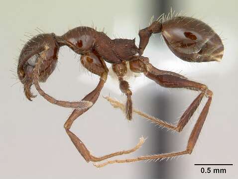 Image of <i>Pheidole jelskii</i> Mayr