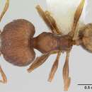 Image of Pheidole lignicola Mayr 1887