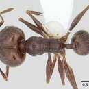 صورة Pheidole susannae Forel 1886