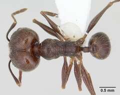 صورة Pheidole susannae Forel 1886