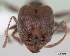 صورة Pheidole susannae Forel 1886