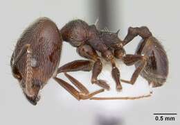 صورة Pheidole susannae Forel 1886