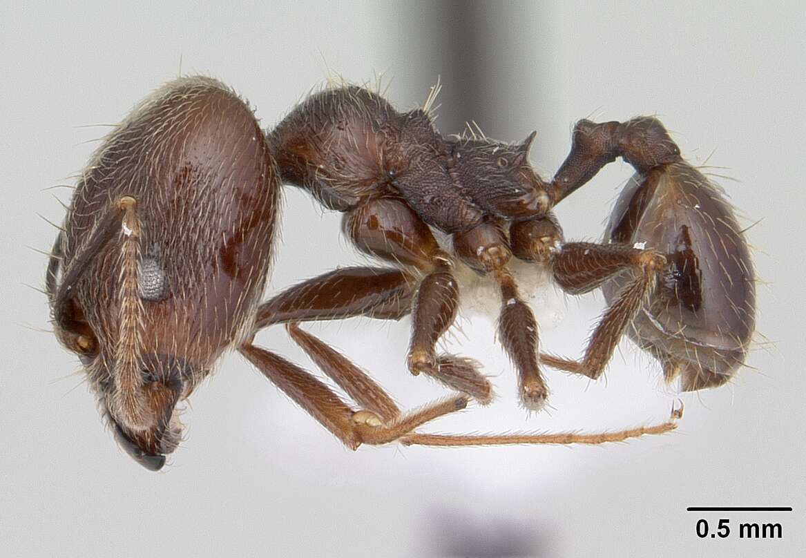 صورة Pheidole susannae Forel 1886