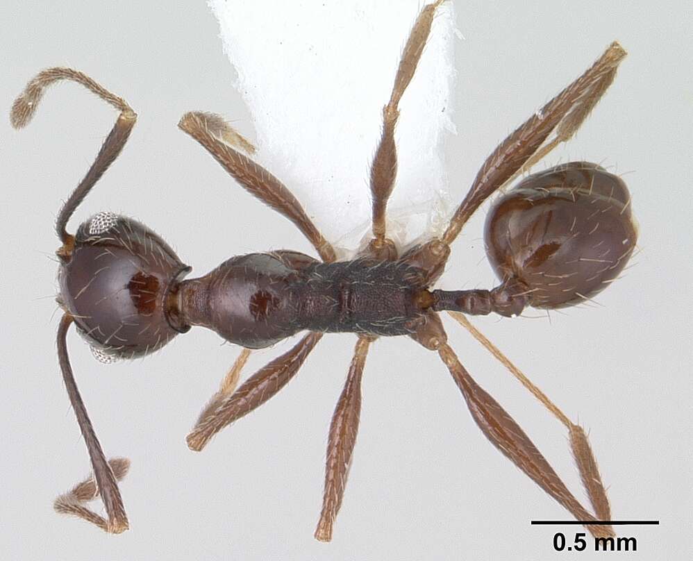 صورة Pheidole susannae Forel 1886