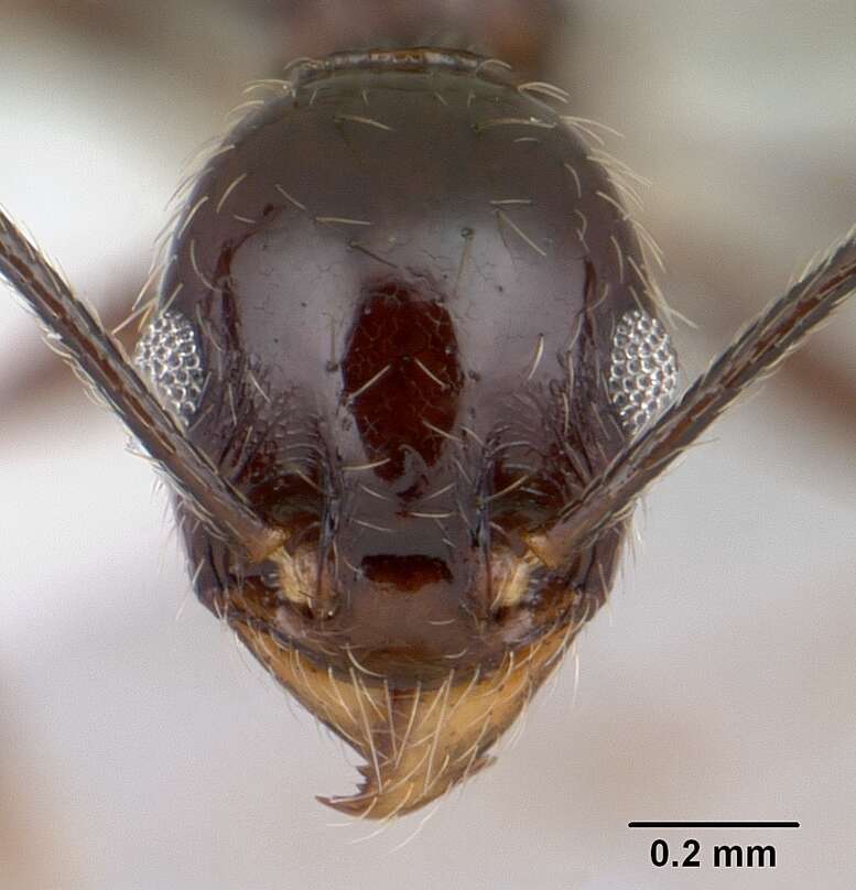 صورة Pheidole susannae Forel 1886