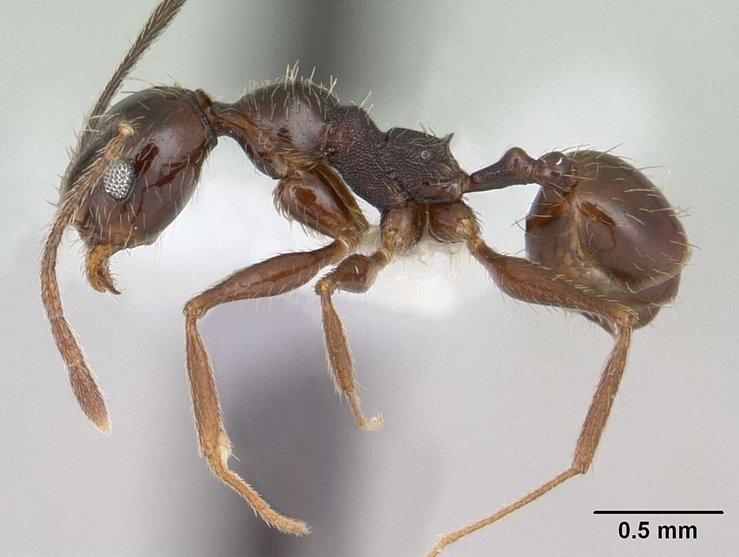 صورة Pheidole susannae Forel 1886