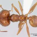 Pheidole oxyops Forel 1908 resmi