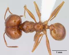 Image of Pheidole oxyops Forel 1908