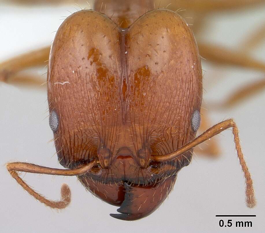 Image of Pheidole oxyops Forel 1908