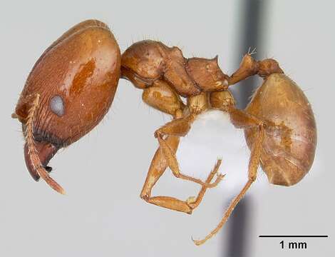 Image of Pheidole oxyops Forel 1908